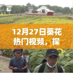 12月27日葵花视频大热，探索魅力内容