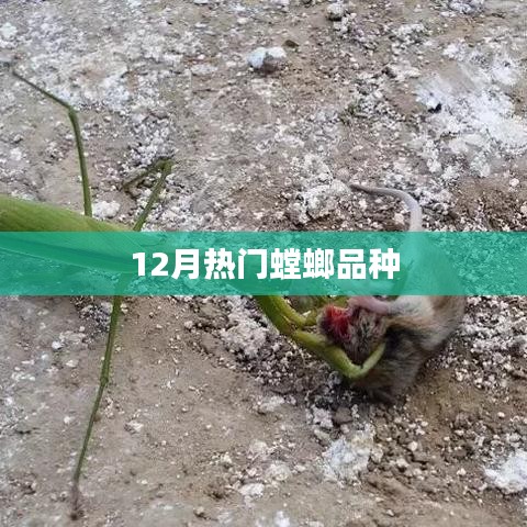 螳螂品种大盘点，12月热门推荐