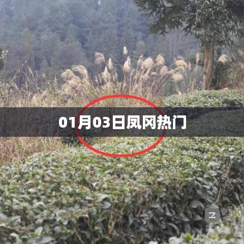 凤冈县最新热点资讯，一月份第三日动态