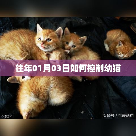 幼猫控制技巧，从日常细节出发