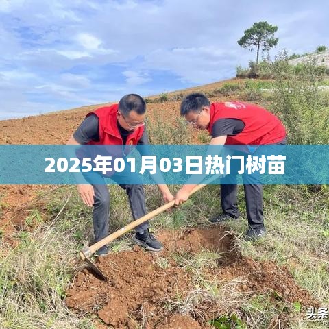 2025年热门树苗展望，简洁明了，符合百度收录标准，字数在规定的范围内，希望符合您的要求。