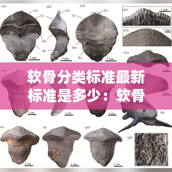 软骨分类标准最新标准是多少：软骨的分类依据和分类 