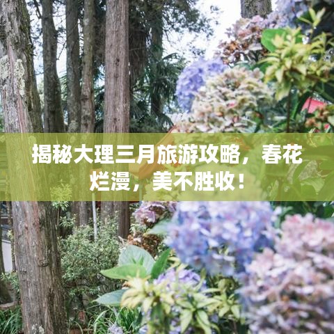 揭秘大理三月旅游攻略，春花烂漫，美不胜收！