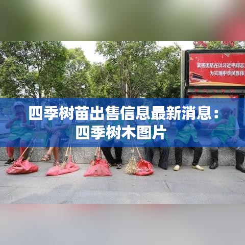 四季树苗出售信息最新消息：四季树木图片 