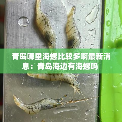 青岛哪里海螺比较多啊最新消息：青岛海边有海螺吗 