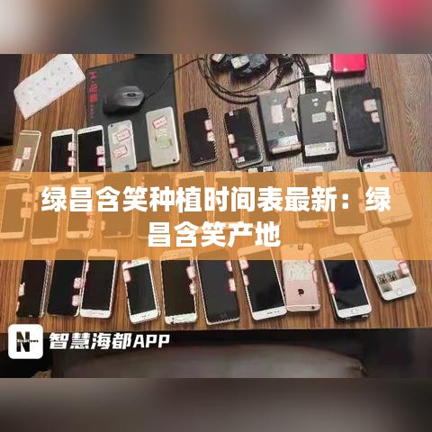 绿昌含笑种植时间表最新：绿昌含笑产地 