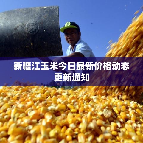 新疆江玉米今日最新价格动态更新通知