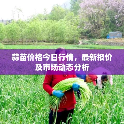 蒜苗价格今日行情，最新报价及市场动态分析