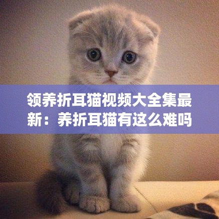 领养折耳猫视频大全集最新：养折耳猫有这么难吗 