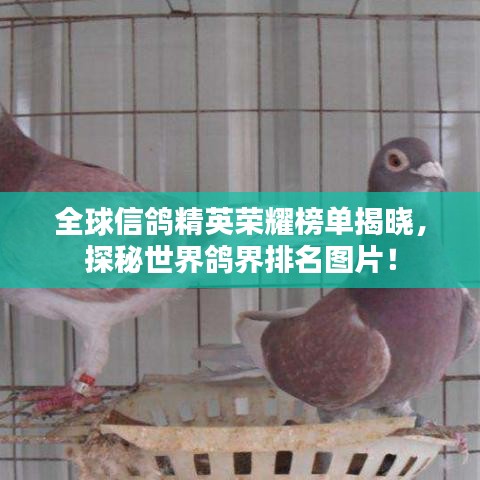 全球信鸽精英荣耀榜单揭晓，探秘世界鸽界排名图片！