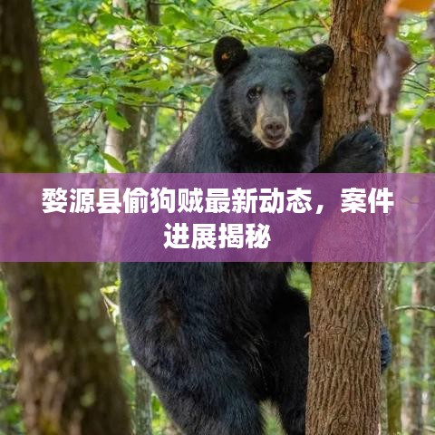 婺源县偷狗贼最新动态，案件进展揭秘
