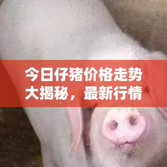 今日仔猪价格走势大揭秘，最新行情分析报告！