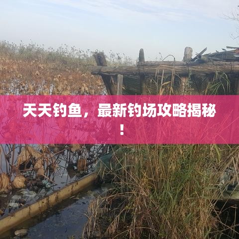 天天钓鱼，最新钓场攻略揭秘！
