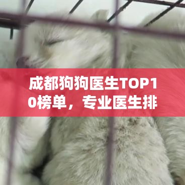 成都狗狗医生TOP10榜单，专业医生排名及介绍
