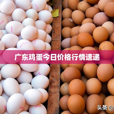 广东鸡蛋今日价格行情速递