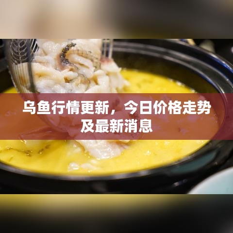 乌鱼行情更新，今日价格走势及最新消息