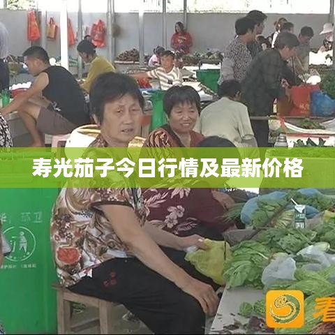 寿光茄子今日行情及最新价格