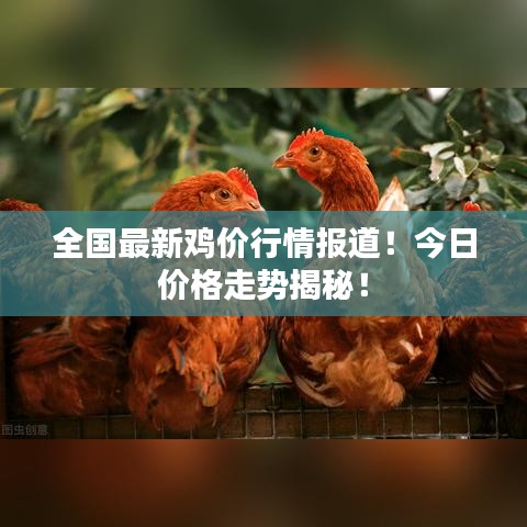 全国最新鸡价行情报道！今日价格走势揭秘！