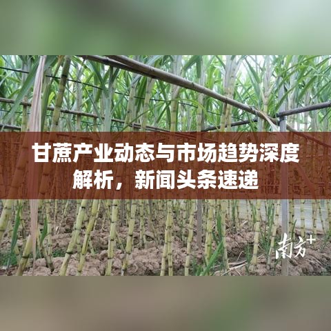 甘蔗产业动态与市场趋势深度解析，新闻头条速递