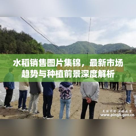 水稻销售图片集锦，最新市场趋势与种植前景深度解析