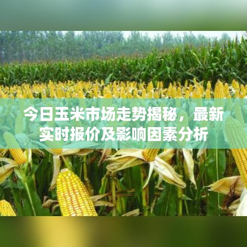 今日玉米市场走势揭秘，最新实时报价及影响因素分析