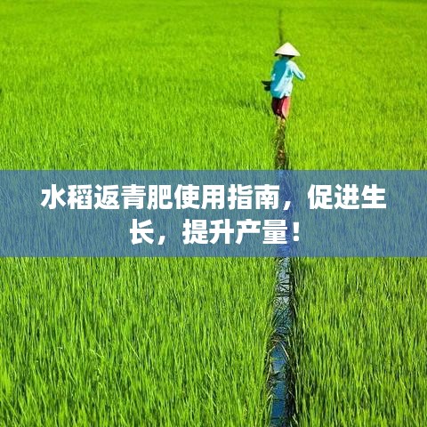 水稻返青肥使用指南，促进生长，提升产量！