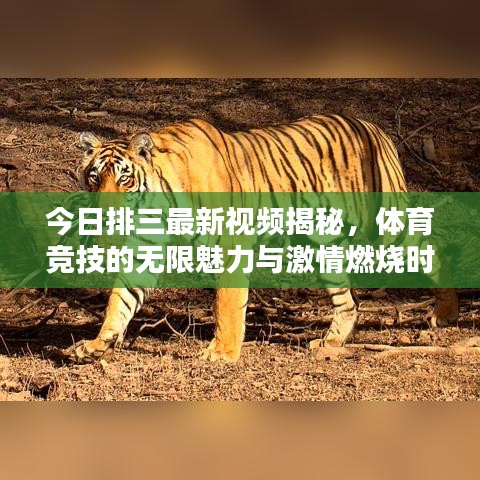 今日排三最新视频揭秘，体育竞技的无限魅力与激情燃烧时刻