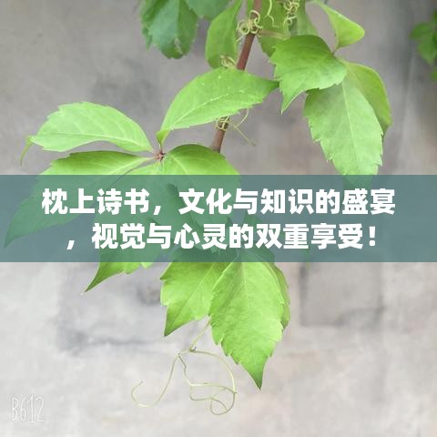 枕上诗书，文化与知识的盛宴，视觉与心灵的双重享受！