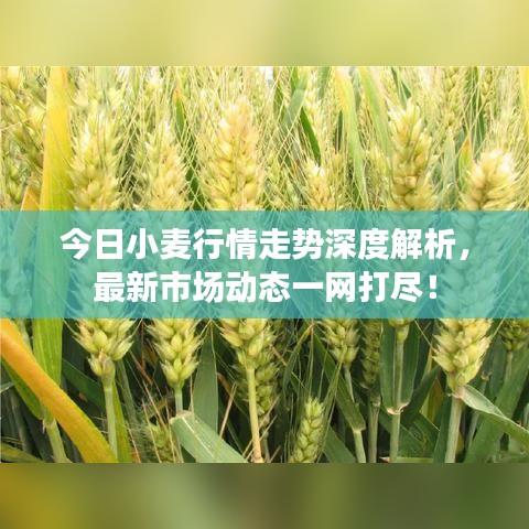 今日小麦行情走势深度解析，最新市场动态一网打尽！