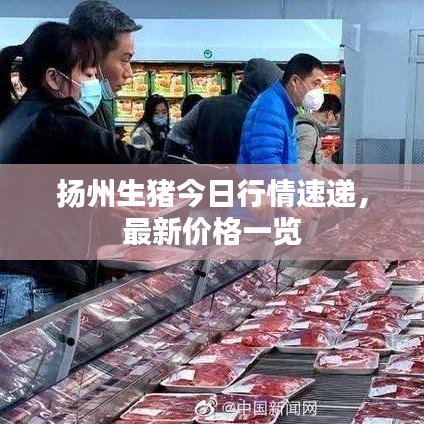 扬州生猪今日行情速递，最新价格一览