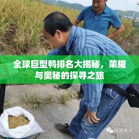 全球巨型鸭排名大揭秘，荣耀与奥秘的探寻之旅