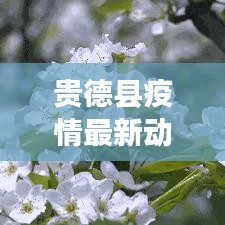 贵德县疫情最新动态更新