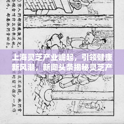 上海灵芝产业崛起，引领健康新风潮，新闻头条揭秘灵芝产业蓬勃发展