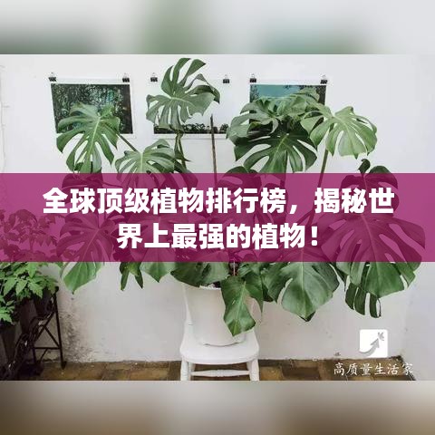 全球顶级植物排行榜，揭秘世界上最强的植物！