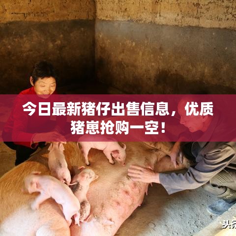 今日最新猪仔出售信息，优质猪崽抢购一空！