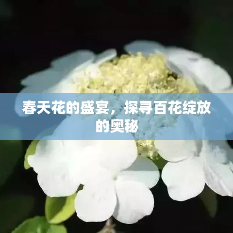 春天花的盛宴，探寻百花绽放的奥秘