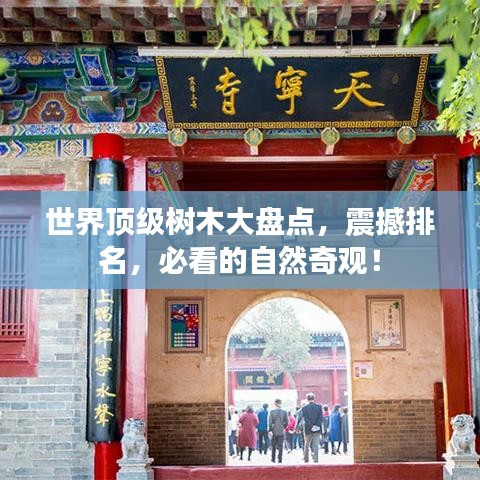 世界顶级树木大盘点，震撼排名，必看的自然奇观！