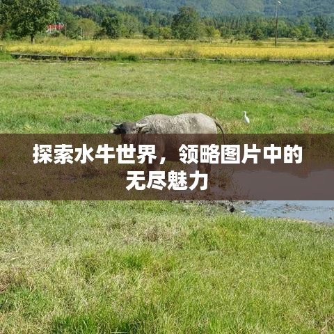 探索水牛世界，领略图片中的无尽魅力