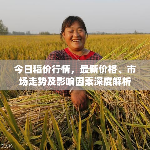 今日稻价行情，最新价格、市场走势及影响因素深度解析