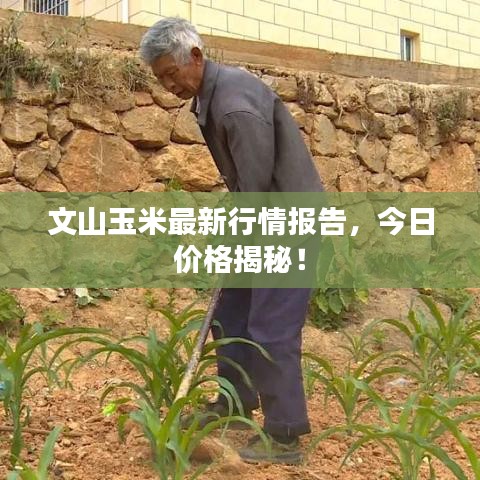 文山玉米最新行情报告，今日价格揭秘！