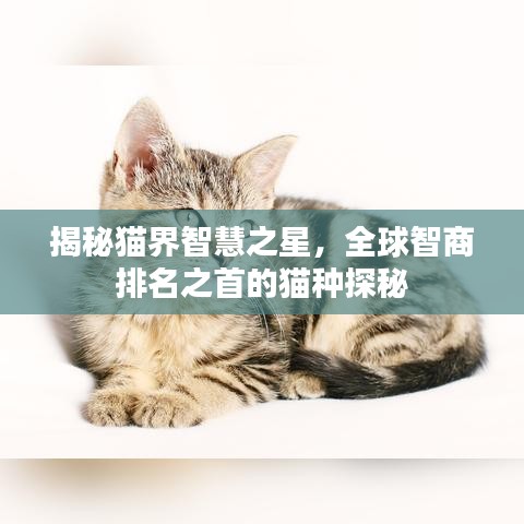 揭秘猫界智慧之星，全球智商排名之首的猫种探秘