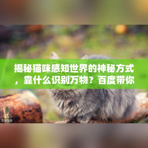 揭秘猫咪感知世界的神秘方式，靠什么识别万物？百度带你探索真相！