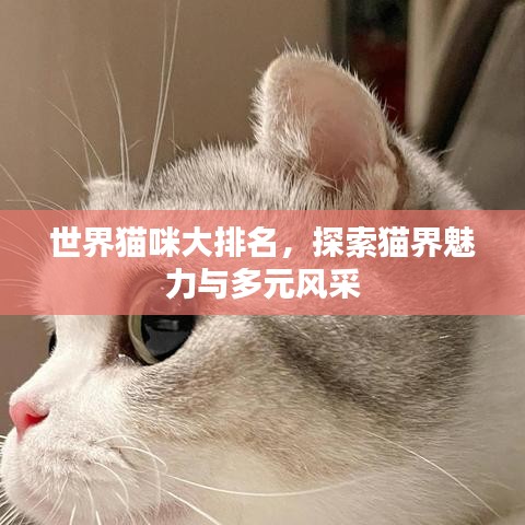 世界猫咪大排名，探索猫界魅力与多元风采