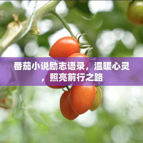 番茄小说励志语录，温暖心灵，照亮前行之路