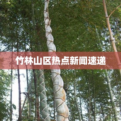 竹林山区热点新闻速递