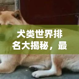 犬类世界排名大揭秘，最受欢迎的犬种TOP榜单探索
