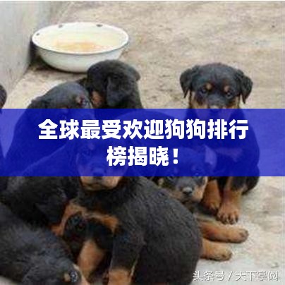 全球最受欢迎狗狗排行榜揭晓！