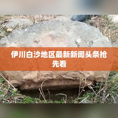 伊川白沙地区最新新闻头条抢先看