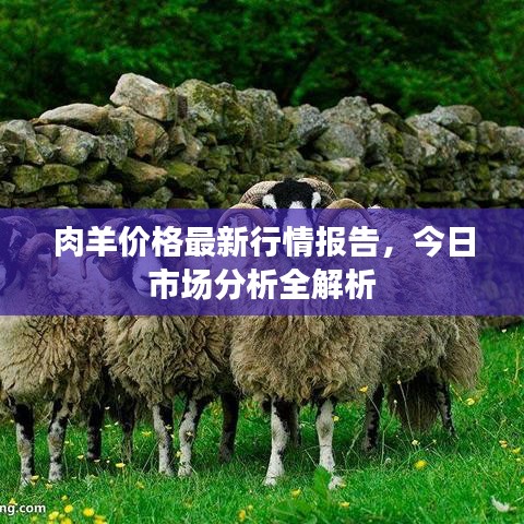 肉羊价格最新行情报告，今日市场分析全解析
