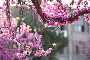 vc 官方下载同樱花校园最新新版本,权威分析解释定义_SE版_v2.108